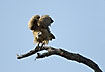 White-Backed Vulture taking off