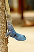 Blue colored agamid lizard