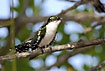 Diderick Cuckoo male
