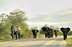 Elephant migrating via the roads in the national park