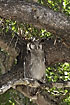 Photo ofVerreauxs Eagle-Owl (Bubo lacteus). Photographer: 