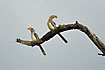 A pair of hornbills