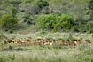 A herd of impalas on the bushy savannah