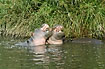 Young hippos fighting and playing