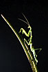 Photo ofZebra Mantid (Omomantis zebrata). Photographer: 