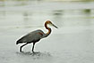The largest heron in the world