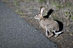 Scrub Hare at night caught in the carlights