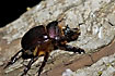 Probably a female three-horned dung beetle