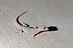 Gecko with plenty of sucktion power from its webbed feet