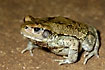 Southafrican toad