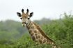 The long neck of the giraffes extending beyond the torny trees