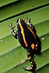 Frog in warning coloration secretes a toxic substance when threatened