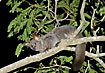 Galago in a tree