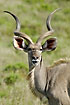 Greater Kudu male