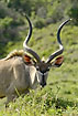Greater Kudu male eating leaves