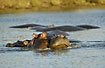 Hippos grouped together in the river