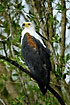 Photo ofAfrican Fish-Eagle (Haliaeetus vocifer). Photographer: 