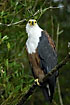 African Fish-Eagle up close
