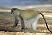 Photo ofGentle Monkey (Cercopithecus mitis). Photographer: 