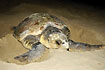 Sea turtle on the beach for egglaying