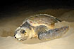 Sea turtle on the beach for egglaying