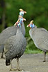 A colorful group of guineafowls