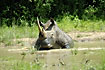 White rhinoceros cooling in a water hole and flies taking cover