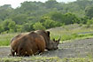 White Rhino looking more like a Red Rhino after mud bath