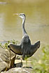 Grey Heron sun tanning with wings spread