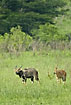 Nyala male and female on the savannah