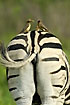 A nice behind of a zebra with an oxpecker family