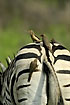 Oxpecker family on zebra back