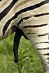 Zebra penis