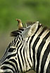 Oxpecker on zebrahead