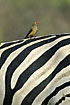 Oxpecker on stribed zebrafur