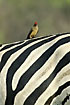 Oxpecker calling from zebra back