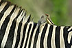 Oxpecker young and parent on zebra back