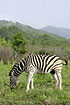 Zebra grazing with oxpeckers on the back