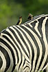 Oxpecker young calling to parent on zebra back