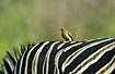 Oxpecker on zebra back