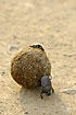 Dung beetles pushing ball of elephant dung for future egglaying
