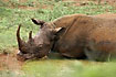 White rhino relaxing in the mudbath