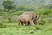 Rhino young and adult eating grass