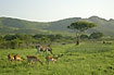 Classis savanna picture with impalas and zebras