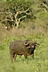 African Buffolo male