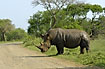 White rhino crosses the road