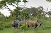 A group of white rhinos