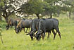 A herd of wildebeest grazing in the late evening