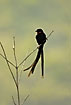 Red-Collared Widowbird male in breeding plumage including long tailfeathers