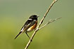Stonechat male from South Africa